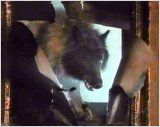 Imagem 3 do filme A Companhia dos Lobos